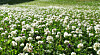 Allergifremkallende Planter () Allergifremkallende Planter