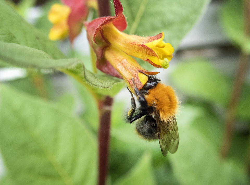 MDG mener det haster med å ta grep for å hindre at humler (bildet) og andre insekter dør, og vil fremme en krisepakke med 24 konkrete tiltak. Ett av dem er blomsterenger på kommunal grunn. Foto: Gorm Kallestad / NTB scanpix Illustrasjonsfoto: Gorm Kallestad / NTB scanpix MDG mener det haster med å ta grep for å hindre at humler (bildet) og andre insekter dør, og vil fremme en krisepakke med 24 konkrete tiltak. Ett av dem er blomsterenger på kommunal grunn. Foto: Gorm Kallestad / NTB scanpix Illustrasjonsfoto: Gorm Kallestad / NTB scanpix