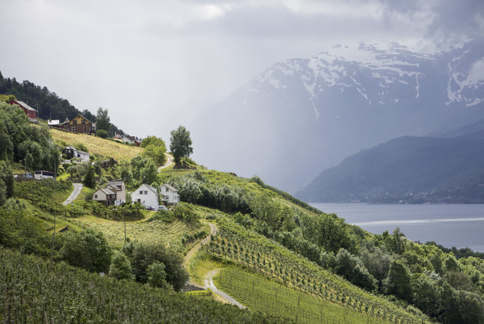 Odda, Jondal og Ullensvang skal slås sammen til nye Ullensvang kommune. Nå har Frps ordførerkandidat i den nye kommunen trukket seg. Foto: NTB scanpix Odda, Jondal og Ullensvang skal slås sammen til nye Ullensvang kommune. Nå har Frps ordførerkandidat i den nye kommunen trukket seg. Foto: NTB scanpix