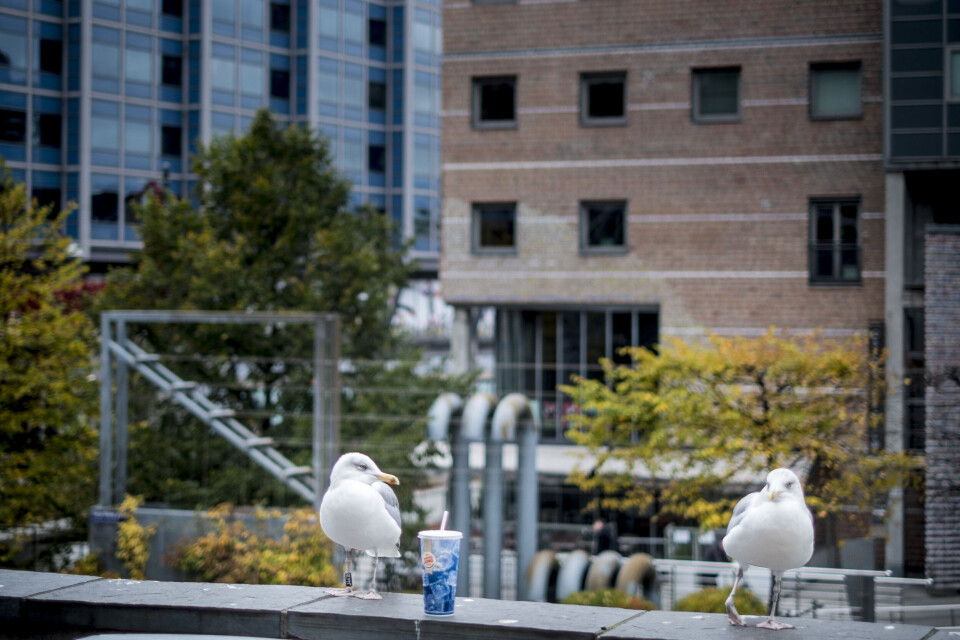 Utdanningen må settes på vent for seks elever fra Sørumsand videregående i Akershus. Fylkeskommunens utdanningstilbud styres ennå fra Galleri Oslo - fram til sammenslåingen med Viken. Foto: Magnus K. Bjørke Utdanningen må settes på vent for seks elever fra Sørumsand videregående i Akershus. Fylkeskommunens utdanningstilbud styres ennå fra Galleri Oslo - fram til sammenslåingen med Viken. Foto: Magnus K. Bjørke
