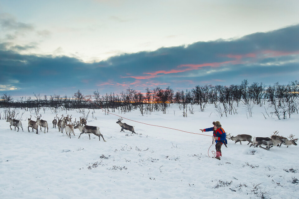 Reindriftssame Jon Mikkel Eira kaster lasso, ved Nattvann (Idjajvri) to mil utenfor Karasjok, for å ta ut et tur i reinflokken. Den 25-årige gründeren har nettopp startet familiebedriften Ravdol Reindeer herding. Han skal tilby turister eventyr og opplevelser ved å ta dem med seg ut i den daglige reindriften. Foto: Heiko Junge / NTB scanpix Reindriftssame Jon Mikkel Eira kaster lasso, ved Nattvann (Idjajvri) to mil utenfor Karasjok, for å ta ut et tur i reinflokken. Den 25-årige gründeren har nettopp startet familiebedriften Ravdol Reindeer herding. Han skal tilby turister eventyr og opplevelser ved å ta dem med seg ut i den daglige reindriften. Foto: Heiko Junge / NTB scanpix