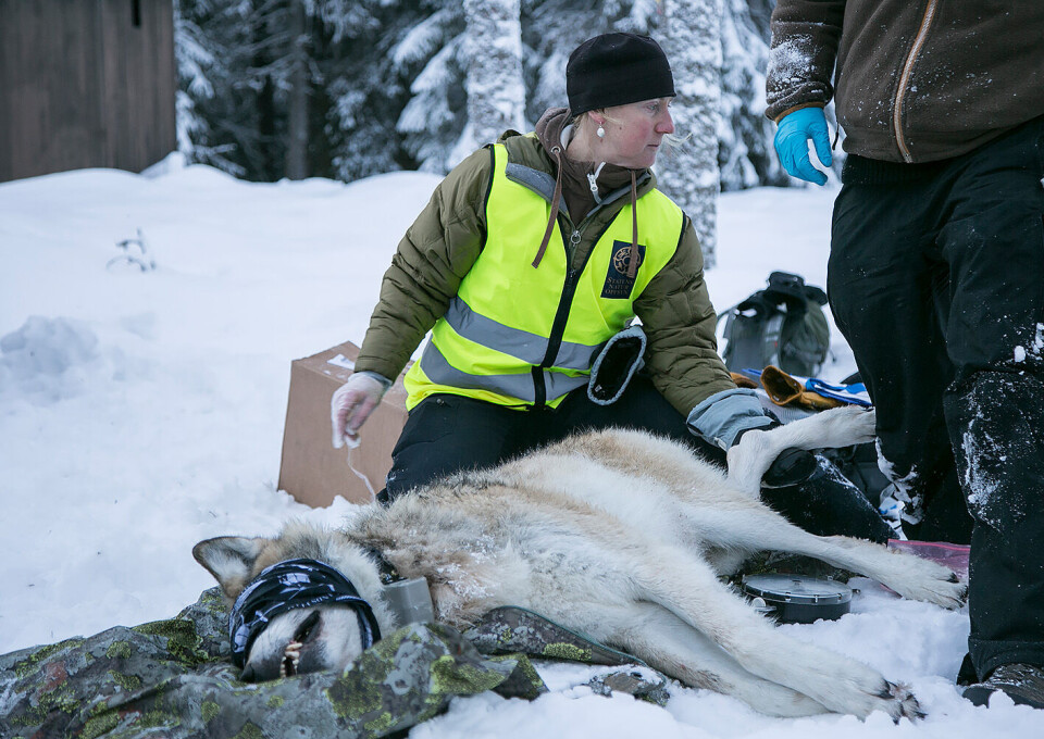 Merking av ulv fra Slettås-reviret. Foto: Henrik Skolt / NTB scanpix Merking av ulv fra Slettås-reviret. Foto: Henrik Skolt / NTB scanpix