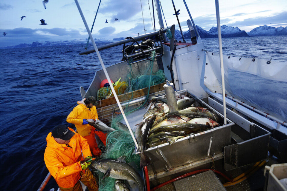 Betydningen av lofotfisket er dessverre altfor lite kommunisert, skriver Aase Refsnes, og viser at det kommer et opplevelsessenter som skal vise fiskerienes betydning. Foto: Cornelius Poppe, NTB scanpix Betydningen av lofotfisket er dessverre altfor lite kommunisert, skriver Aase Refsnes, og viser at det kommer et opplevelsessenter som skal vise fiskerienes betydning. Foto: Cornelius Poppe, NTB scanpix