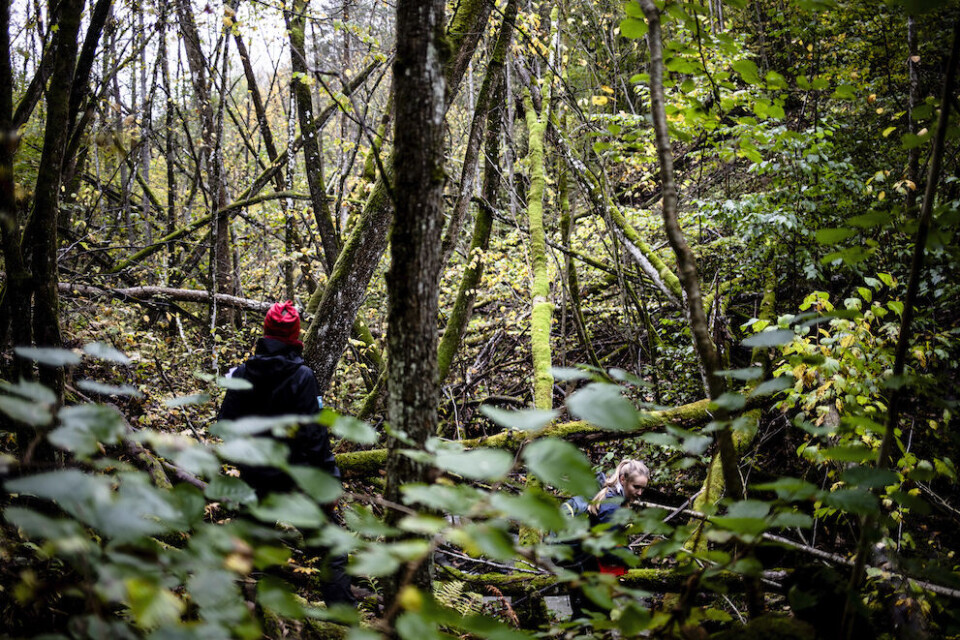 Kommune bør lage en plan som viser hvilke naturverdier de råder over, mener Christian Steel. Leirraviner er en naturtype som er viktig for artsmangfoldet og er truet. Foto: Magnus K. Bjørke Kommune bør lage en plan som viser hvilke naturverdier de råder over, mener Christian Steel. Leirraviner er en naturtype som er viktig for artsmangfoldet og er truet. Foto: Magnus K. Bjørke