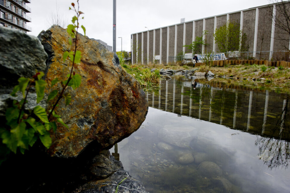 – Det bygges tettere, og må man planlegge for å oppbevare vann på overflaten, mener Torbjørn Lote Vik. Bildet er fra Hovinbekken i Oslo, der det er gjort en rekke tiltak for å håndtere overflatevann. Foto: Jon Olav Nesvold, NTB scanpix – Det bygges tettere, og må man planlegge for å oppbevare vann på overflaten, mener Torbjørn Lote Vik. Bildet er fra Hovinbekken i Oslo, der det er gjort en rekke tiltak for å håndtere overflatevann. Foto: Jon Olav Nesvold, NTB scanpix