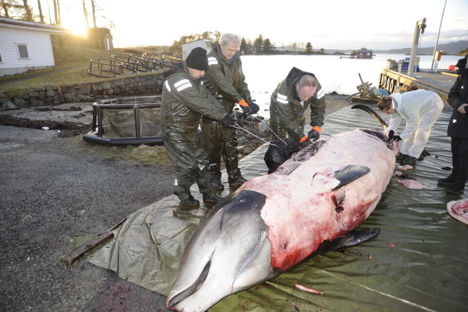 – Aldri har vi sett et tilsvarende engasjement for strandrydding som etter at plastposebildene fra hvalmagen ble vist, skriver Morten Dåsnes. Foto: Christoph Noever, UiB/NTB scanpix – Aldri har vi sett et tilsvarende engasjement for strandrydding som etter at plastposebildene fra hvalmagen ble vist, skriver Morten Dåsnes. Foto: Christoph Noever, UiB/NTB scanpix