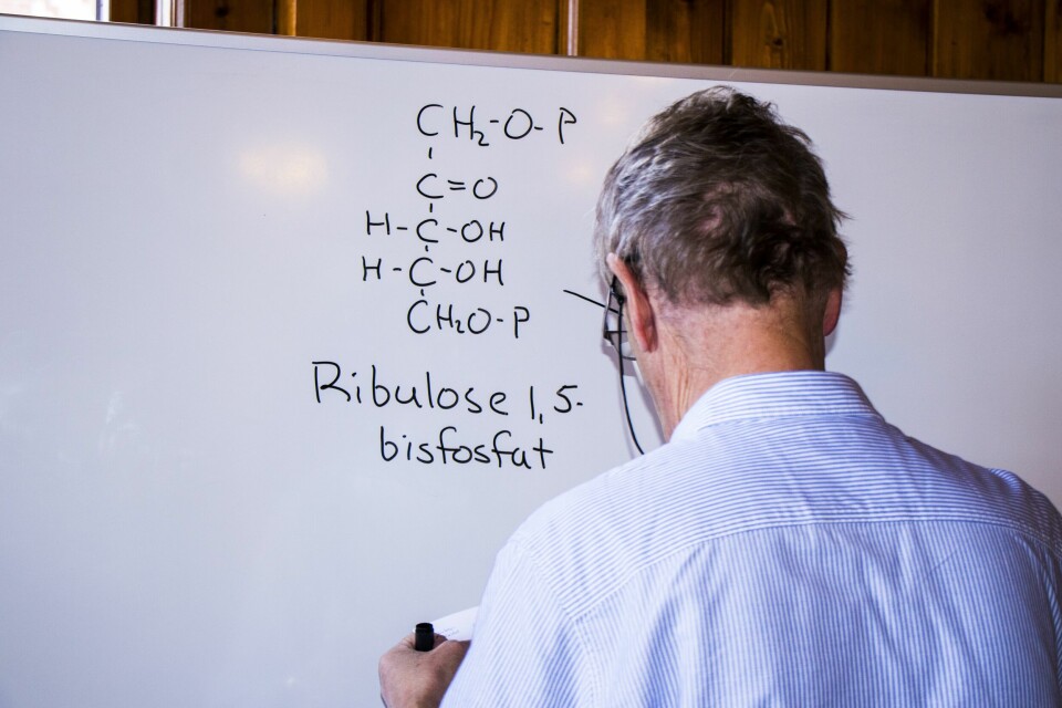 Lærer, tavle Lærer, tavle