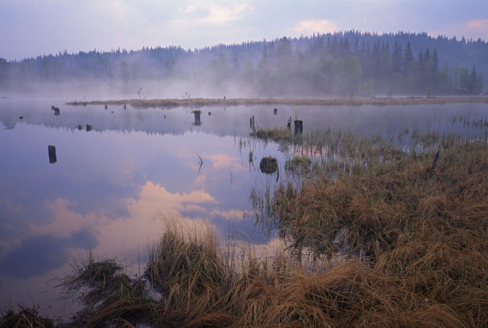 Hva skjer om vi drenerer myra, bygger ned fjæra og hogger ned skogen, og hvordan henger det sammen med de nasjonale målene for ivaretakelse av natur? spør Maja Stade Aarønæs i Sabima. Hva skjer om vi drenerer myra, bygger ned fjæra og hogger ned skogen, og hvordan henger det sammen med de nasjonale målene for ivaretakelse av natur? spør Maja Stade Aarønæs i Sabima.