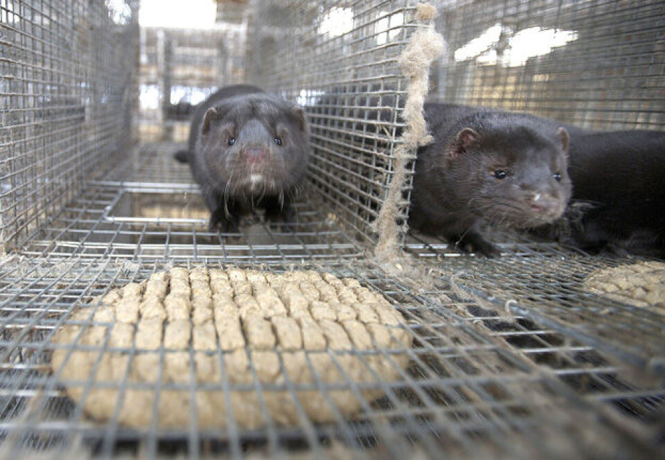 Illustrasjonsbilde fra pelsdyrfarm. Mink. Fôret lages fra råvarer som normalt ikke har annen bruksverdi. Den moste maten består i hovedsak av høne, korn og fisk. Foto: Alf Ove Hansen / Scanpix Illustrasjonsbilde fra pelsdyrfarm. Mink. Fôret lages fra råvarer som normalt ikke har annen bruksverdi. Den moste maten består i hovedsak av høne, korn og fisk. Foto: Alf Ove Hansen / Scanpix