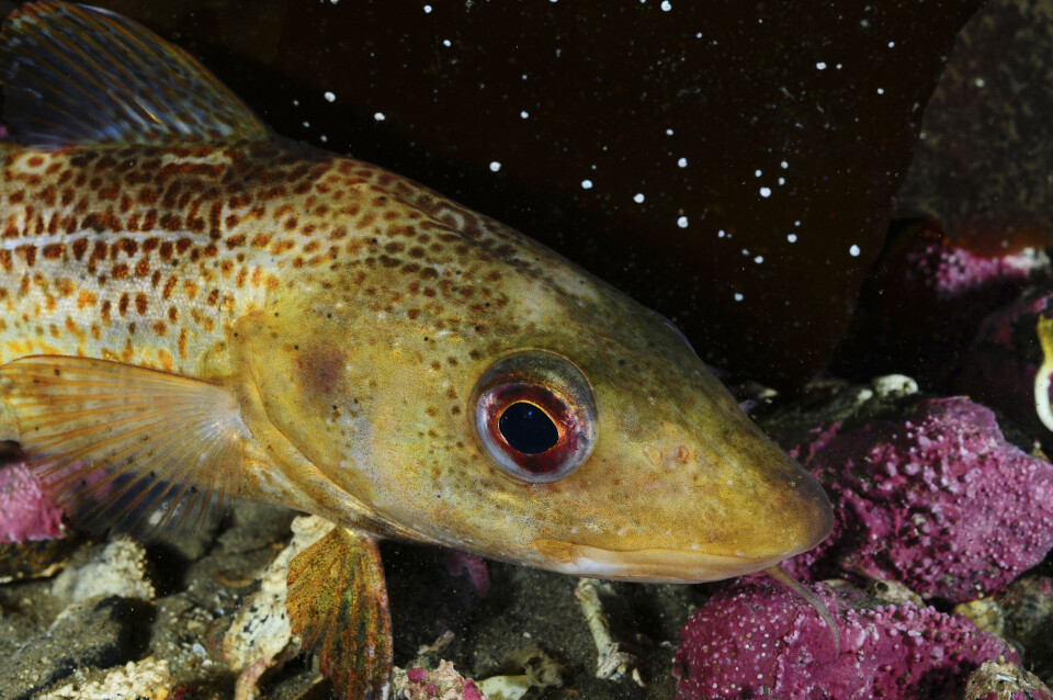 Dagens forbud mot fiske av torsk i Oslofjorden viser bare hvor tragisk galt det kan går før storsamfunnet reagerer, skriver Morten Wedege og Anders Skrede. Dagens forbud mot fiske av torsk i Oslofjorden viser bare hvor tragisk galt det kan går før storsamfunnet reagerer, skriver Morten Wedege og Anders Skrede.