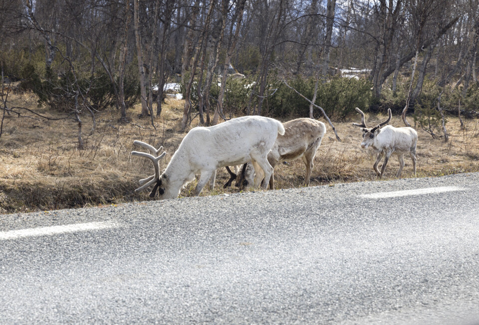 I Hammerfest er politikerne lei av reinsdyr som går i hagene til folk og spiser opp plantene og blomstene. I Hammerfest er politikerne lei av reinsdyr som går i hagene til folk og spiser opp plantene og blomstene.