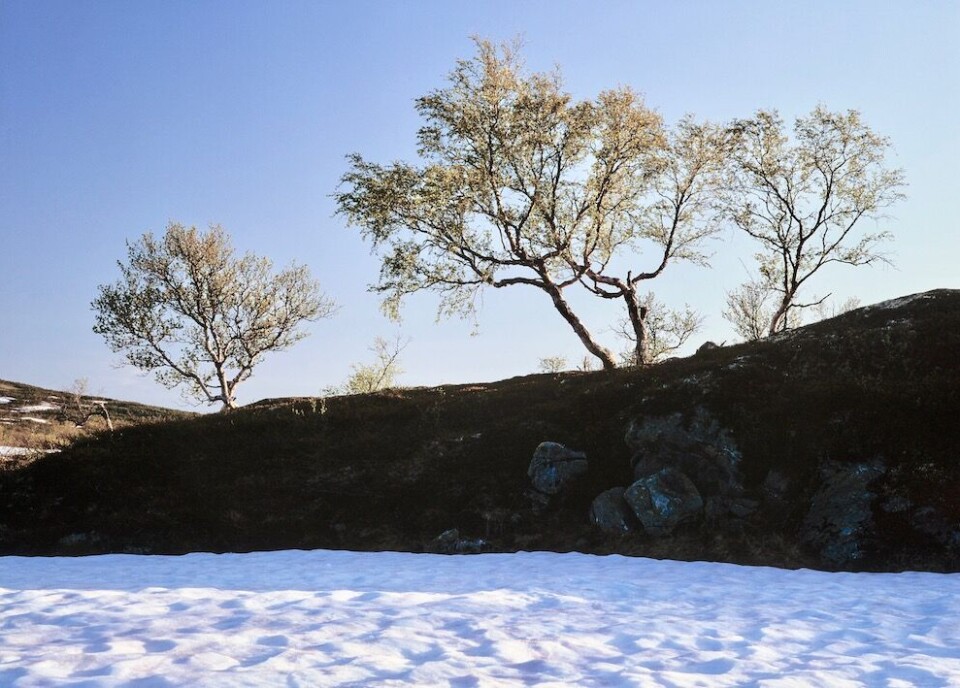Fjellstyrene behandler viktige spørsmål av stor allmenn interesse, og derfor bør allmennheten ha innsyn, mener Kommunal Rapport. Illustrasjonsfoto: Øystein Søbye, Samfoto/NTB scanpix Fjellstyrene behandler viktige spørsmål av stor allmenn interesse, og derfor bør allmennheten ha innsyn, mener Kommunal Rapport. Illustrasjonsfoto: Øystein Søbye, Samfoto/NTB scanpix