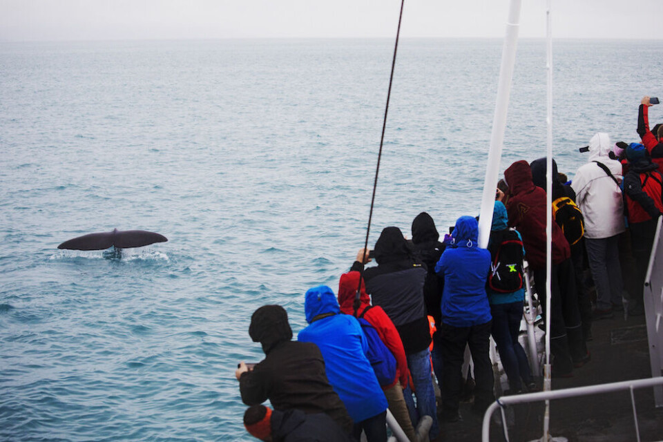 Inntektene fra reiseliv er nesten tre ganger så høye som skatten fra sjømatnæringen, skriver Kristin K. Devold. Illustrasjonsfoto: Therese Alice Sanne, NTB scanpix Inntektene fra reiseliv er nesten tre ganger så høye som skatten fra sjømatnæringen, skriver Kristin K. Devold. Illustrasjonsfoto: Therese Alice Sanne, NTB scanpix