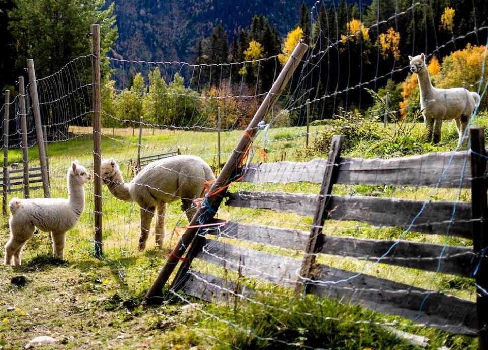 To gårder satser i Nes i Hallingdal satser på alpakkadrift. Kommunen ligger lavt på Framtidsbarometeret, og trenger særlig nye arbeidsplasser. Foto: Magnus K. Bjørke To gårder satser i Nes i Hallingdal satser på alpakkadrift. Kommunen ligger lavt på Framtidsbarometeret, og trenger særlig nye arbeidsplasser. Foto: Magnus K. Bjørke