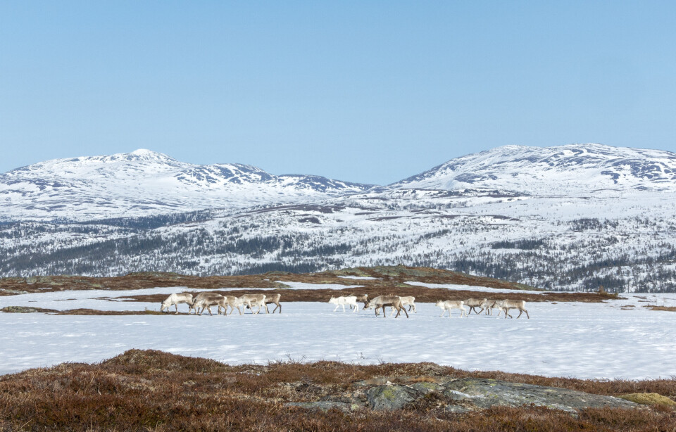 Seks av ti nasjonale villreinområder i dårlig stand, ifølge en ny rapport. Her ser vi villrein i Meråker med Litkjøln og Rundfjellet bak. Seks av ti nasjonale villreinområder i dårlig stand, ifølge en ny rapport. Her ser vi villrein i Meråker med Litkjøln og Rundfjellet bak.