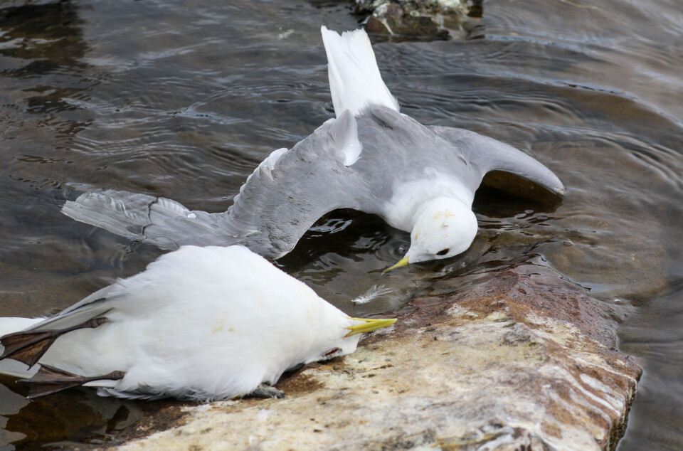 Det pågår et stort fugleinfluensautbrudd i Vadsø kommune i Finnmark. Bare fram til lunsj på fredag samlet kommunen opp 895 døde fugler. Det pågår et stort fugleinfluensautbrudd i Vadsø kommune i Finnmark. Bare fram til lunsj på fredag samlet kommunen opp 895 døde fugler.