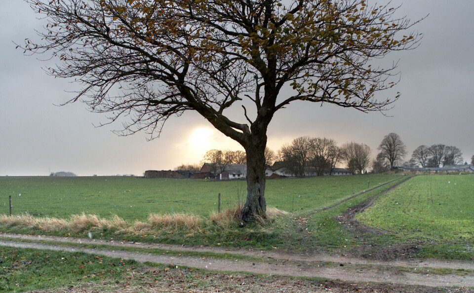 – En av konsekvensene av sammenslåinger er at utvandringen fra landsbygda øker, mener forskningssjef Roger Buch ved Danmarks Medie- og Journalisthøjskole. Foto: Ole Morten Melgård – En av konsekvensene av sammenslåinger er at utvandringen fra landsbygda øker, mener forskningssjef Roger Buch ved Danmarks Medie- og Journalisthøjskole. Foto: Ole Morten Melgård
