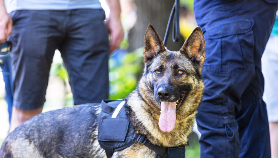 Fremskrittspartiet vil at politihunder igjen skal få gjennomsøke skoler på leting etter narkotika. Bilde av schäferhund ved siden av låret til polititjenestemann. Utendørs.