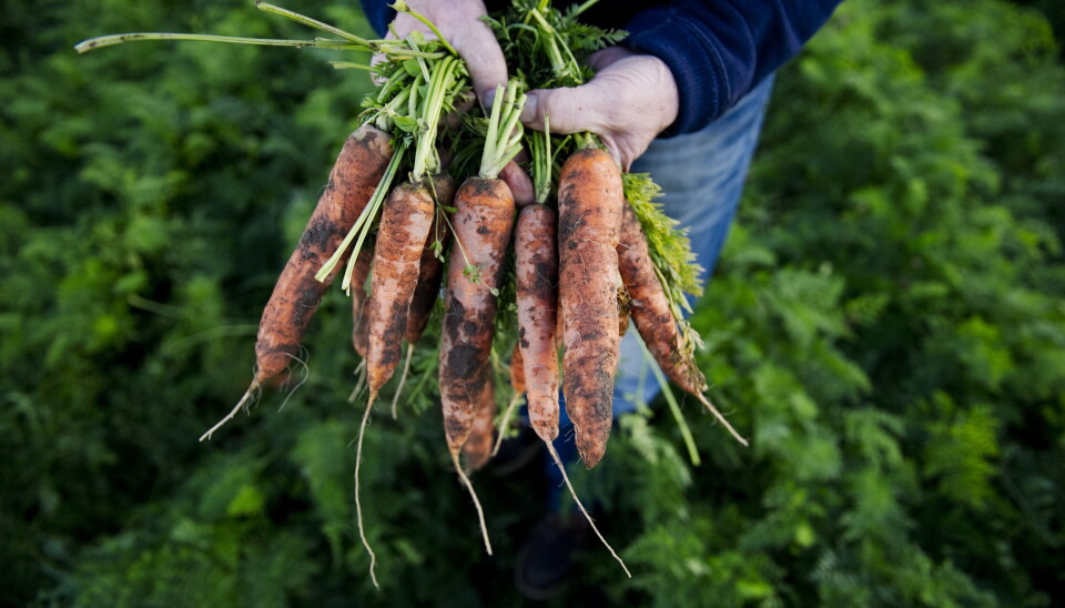 Mange grønnsakproduserende kommuner får ikke lov til å kjøpe mat lokalt på grunn av eksklusive rammeavtaler, skriver Kristin Reichborn-Kjennerud.