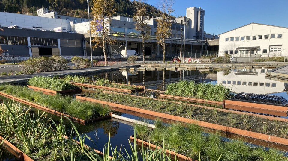 Det nye verktøyet er ment for planlegging og vurdering av ulike naturbaserte løsninger for overvannshåndtering tidlig i prosjekter. Bildet viser en slik løsning på Mindemyren, et bolig- og næringsutviklingsområde i Bergen.