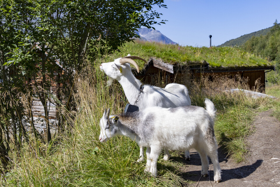Konflikter mellom hyttefolk og landbruk dukker dessverre jevnlig opp i mediene. Ofte er utmarksbeite en konfliktkilde, skriver kronikkforfatterne.