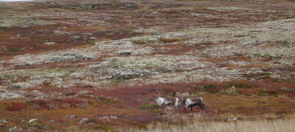 Kommunal rådgiver satt på i bil som kjørte inn i nasjonalpark – ble tiltalt
